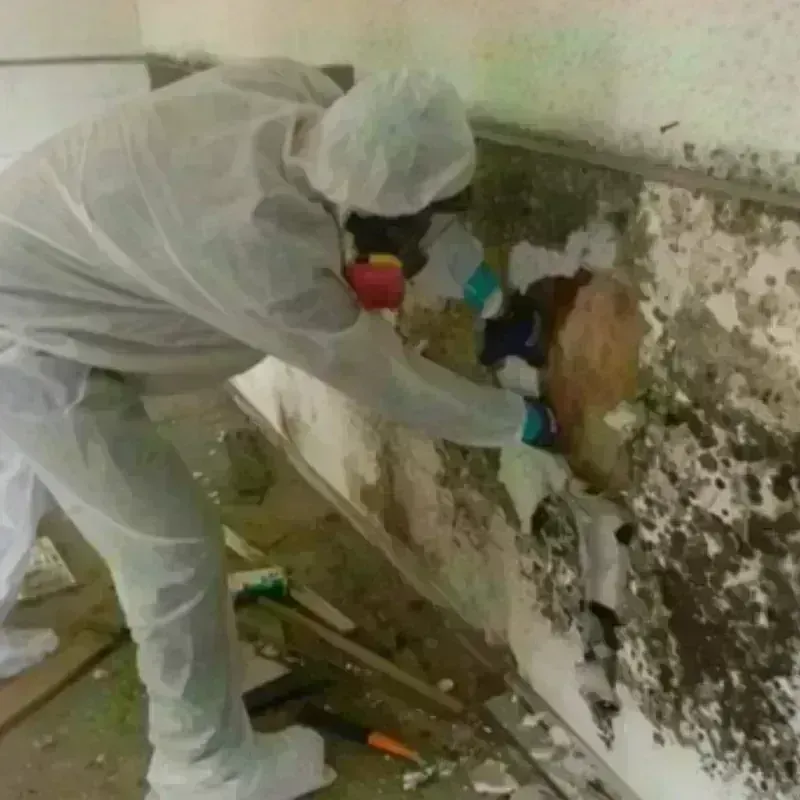 Mold Remediation and Removal in White Plains, NY